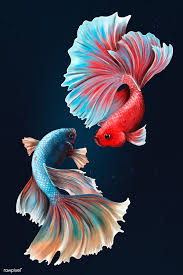 пираты карибского моря на странных берегах смотреть бесплатно онлайн Download Premium Illustration Of Betta Fishes On A Midnight Blue In 2020 Betta Fish Betta Fish Illustration