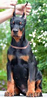 58 Doberman Pinscher Dog Ideas Doberman Pinscher Doberman Pinscher Dog Doberman