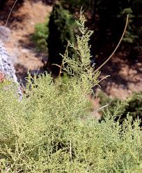 Image result for Salsola rabieana