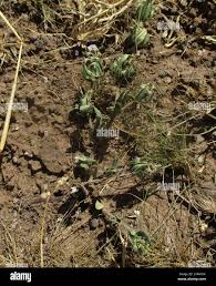 Image result for Blepharis transvaalensis