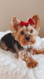 Image result for white yorkshire terrier