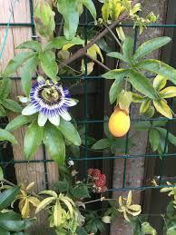 Image result for Passiflora caerulea