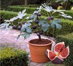 Pohon tin ficus carica figs atau pohon ara merupakan pohon yang terkenal sebagai buah suci dari taman surga. Buah Tin Buah Ara Fig Fruit Ficus Carica Postingan Facebook