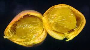 Image result for Landolphia buchananii