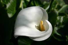 By utilizing the popular associations of flowers in a given culture, you can communicate ideas to a viewer through the photography of floral blooms. Free White Lily Images Pictures And Royalty Free Stock Photos Freeimages Com