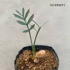 Image result for Encephalartos