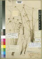 Image result for Ascolepis erythrocephala