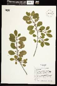 Image result for Gouania tiliifolia