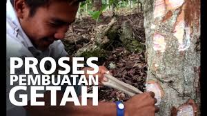 Cara mengatasi burung yang tau dengan pulut cara mengatasi burung yang tau dengan pulut, cara yang ada di video kali ini bisa di katakan efektif karena saya buat ranting pohon yang saya lilit pulut seolah olah ranting tersebut bukan jebakan,cara membuatnya seperti pada umumnya kita memulut burung menggunakan batang pohon/ranting pohon kemudian. Cara Membuat Pulut Lem Perekat Burung Yang Bagus By Radius 212