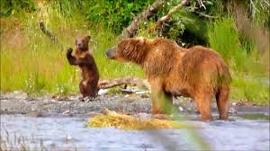 Both subspecies of the brown bear, the kodiak and grizzly, are dangerous creatures, though not so much as the polar bear. Kodiak Bear Facts Critterfacts