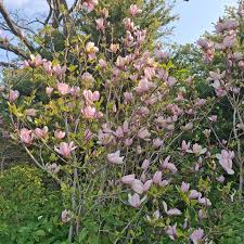 Image result for magnolia soulangeana