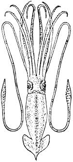 Free printable squid coloring pages. Squid Coloring Pages Giant Squid Etc Dvbnj3 Printable Coloring4free Coloring4free Com