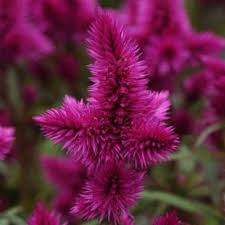 Intenz Classic Celosia Argentea Proven Winners