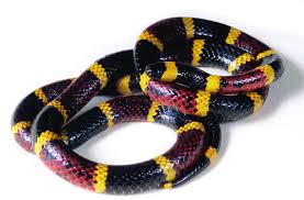 Black And Yellow Snake Texas Coral Snake