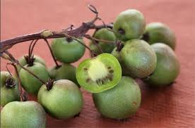 Le Kiwai Un Fruit De Plus En Plus Consomme En Belgique Kiwi Permaculture Fruits Exotiques