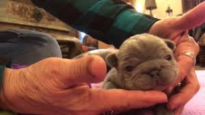 We have 3 french bulldogs available, 2 blue sable and 1 black. French Bulldog Lilac Puppy Youtube