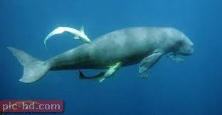 اجمل صور الاطوم سمك الاطوام بقر البحر Dugong Sea Mammal Animals Beautiful
