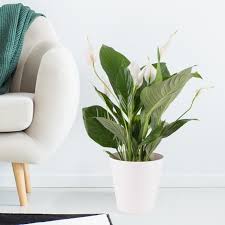 Image result for Spathiphyllum