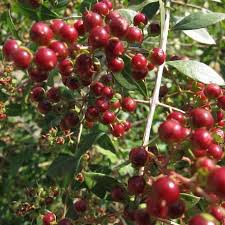 Maybe you would like to learn more about one of these? Lawsonia Inermis Henna Seeds For Sale