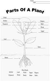 Parts Of A Flower Plants Worksheets Plant Lessons