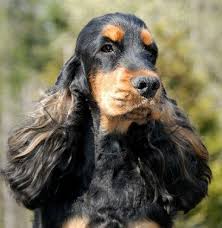 English Cocker Spaniel Classic Look Trim Haleys Pappa Charbonnel War Paint Cocker Spaniel Springer Spaniel Puppies English Cocker