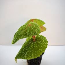 Image result for Begonia rostrata