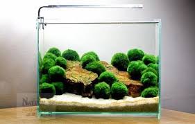 3 Marimo Moss Ball Low Light Nano Live Aquarium Plant 1 Akvaryumlar Ev Bitkileri Ve Akvaryum