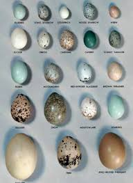 Egg Chart Wild Birds Pet Birds Bird Egg Identification