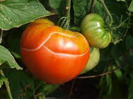 We did not find results for: Why Your Tomatoes May Be Cracking And Splitting On The Vine Whyy