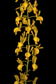 Image result for Eulophia angolensis