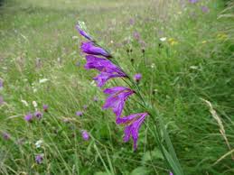 Image result for Gladiolus microspicatus