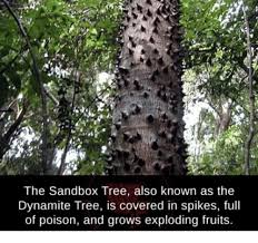 Picture of sandbox tree fruit. The Sandbox Tree Also Known As The Dynamite Tree Is Covered In Spikes Full Of Poison And Grows Exploding Fruits Tree Meme On Me Me