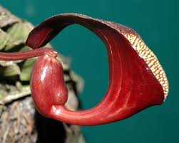 Image result for Aristolochiaceae