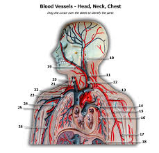 The blood carries oxygen, nutrients, and wastes. Human Anatomy Physiology Ii