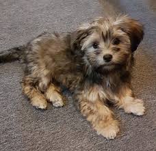 Russian tsvetnaya bolonka information including personality, history, grooming, pictures, videos, and the akc breed standard. Worauf Man Bei Hundenamen Achten Sollte