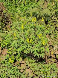 Image result for Crotalaria agatiflora