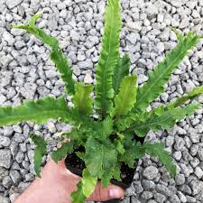 Image result for Asplenium currorii