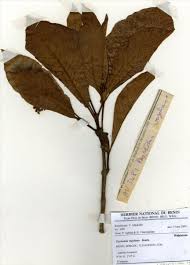 Image result for Psychotria vogeliana