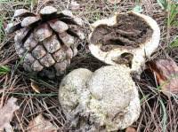 Image result for Scleroderma polyrhizon