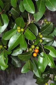 Image result for Putranjivaceae