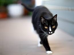 Post a stray cat or dog to help find their family in your community before taking them to an spca! Lost Pet Recovery 101 Ontario Spca And Humane Society