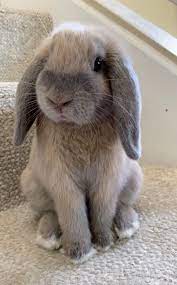 The breed was accepted by the netherlands governing rabbit council in (nrc) 1964 and by the american rabbit breeders association. Say Hello To Phin My Friend S Holland Lop Bunny Aww