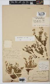 Image result for Litogyne gariepina