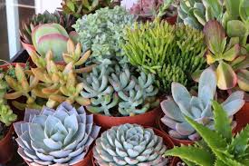 Jul 08, 2020 · succulent gardens (bulk purchase) buying succulents online is a total breeze with succulent gardens. Pin On House Home