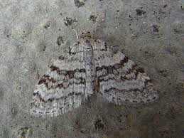 Image result for Trichopteryx