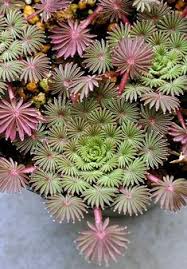 More cacti and succulents threads. Lisa Rini Risalini Profile Pinterest