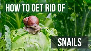 Here we'll discuss how you can carry out snail extermination with the stuff present in the. How To Get Rid Of Snails 4 Easy Steps Youtube