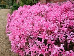 How To Grow The Guernsey Lily Nerine Bowdenii Plants Ornamental Plants Delosperma Cooperi
