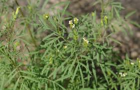 Image result for Tagetes minuta