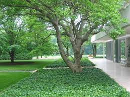 Dan Kiley A Great Yet Little Known Modernist By Charles A Birnbaum Grass Trees Butterfly Ch Landscape Design Modern Landscaping Modern Landscape Design